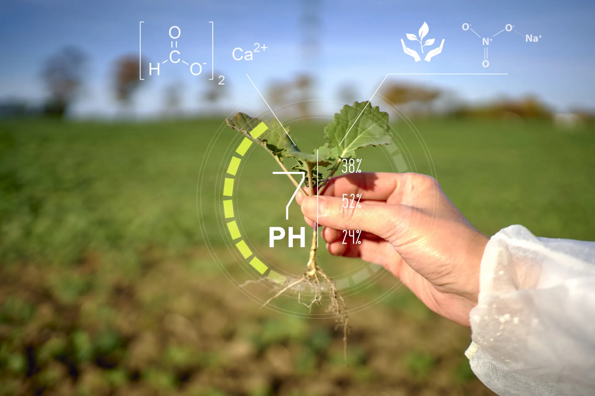 手に持つ苗の情報