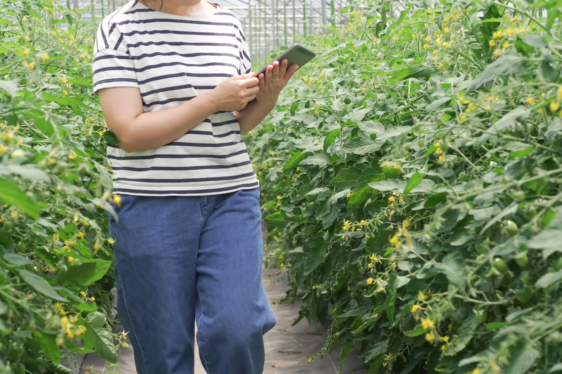 タブレットで農作物の管理をする女性