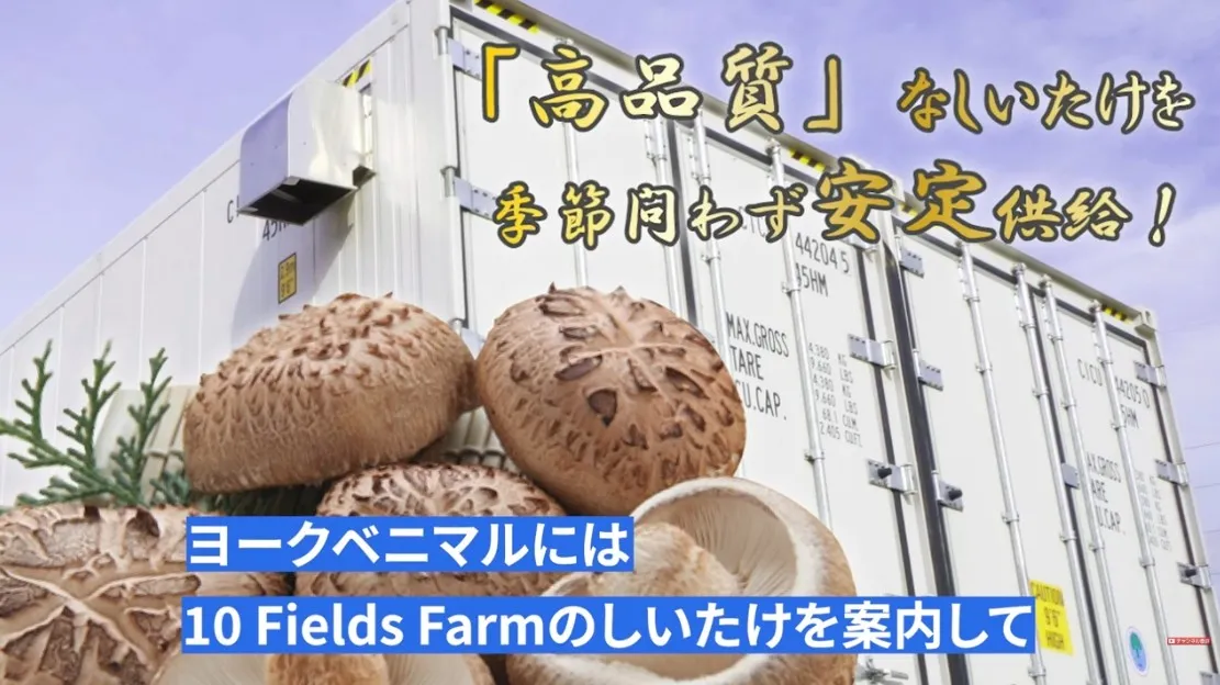 10 Fields Farm しいたけ ヨークベニマル