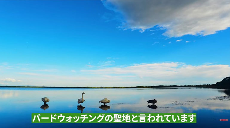 ウトナイ湖 バードウォッチング