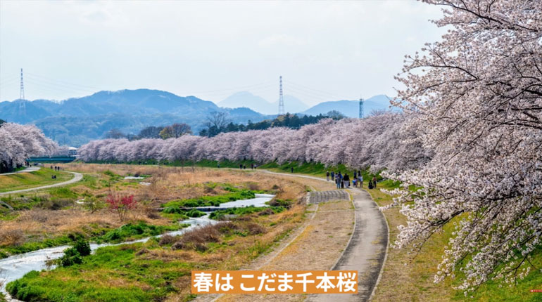 こだま千本桜 春の桜並木 埼玉県本庄市児玉町