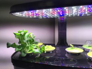 LED水耕栽培